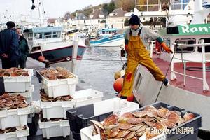 Peche Drague Coquille Normandie 06 debarque 07