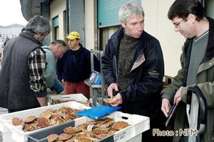 Peche Drague Coquille Normandie 07 criee 09