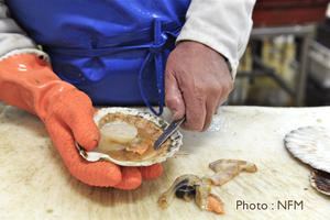 Peche Drague Coquille Normandie 09 decorticage 03