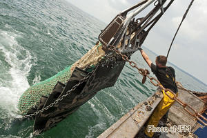 Peche Drague Moule Barfleur 02 virage 02