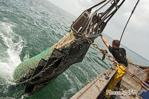 Peche Drague Moule Barfleur 02 virage 02