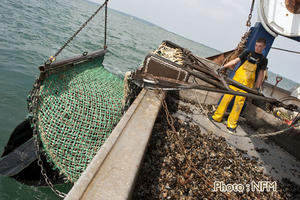 Peche Drague Moule Barfleur 02 virage 04