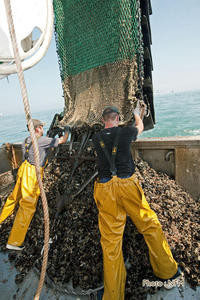 Peche Drague Moule Barfleur 03 affalage 02