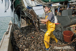 Peche Drague Moule Barfleur 03 affalage 03