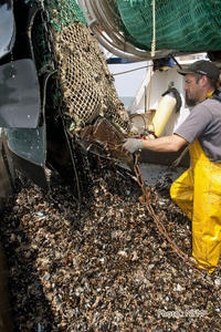 Peche Drague Moule Barfleur 03 affalage 04