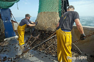 Peche Drague Moule Barfleur 03 affalage 05