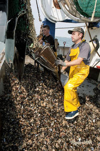 Peche Drague Moule Barfleur 03 affalage 06