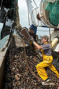 Peche Drague Moule Barfleur 03 affalage 07