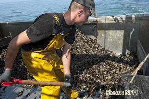 Peche Drague Moule Barfleur 04 degrappage 01