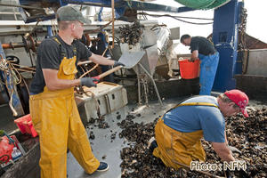 Peche Drague Moule Barfleur 04 degrappage 06