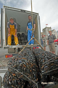 Peche Drague Moule Barfleur 07 debarque 03