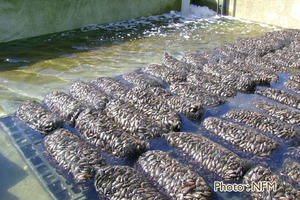 Peche Drague Moule Barfleur 08 dessablage 03