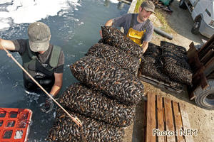 Peche Drague Moule Barfleur 08 dessablage 10