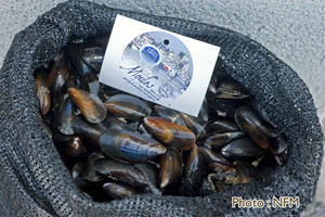 Peche Drague Moule Barfleur 10 commercialisation 02