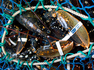 Homard Cotentin