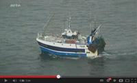 Reportage Moule Sauvage de la Pointe de Barfleur