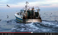 Vidéo Dorade Sauvage de Normandie